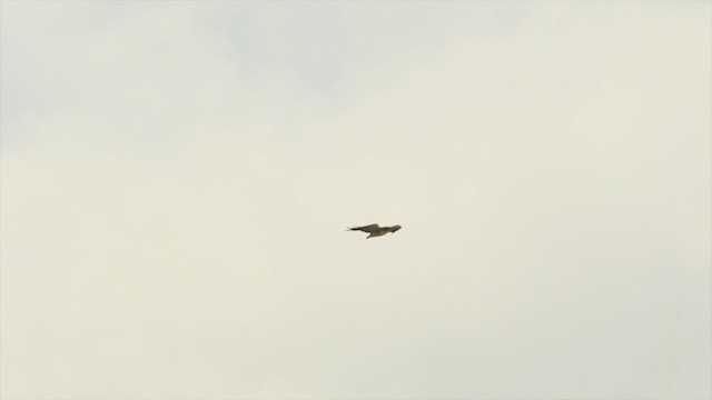 White-tailed Hawk - ML215997051
