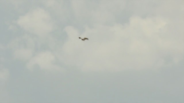 White-tailed Hawk - ML215997571