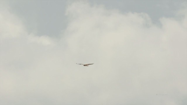 White-tailed Hawk - ML215997951
