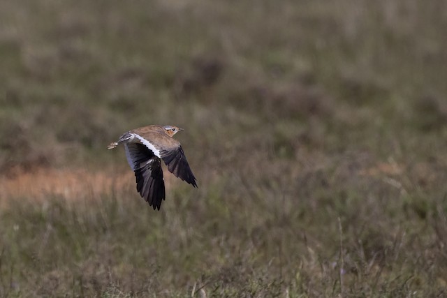 Similar species: Burchell's Courser (<em class="SciName notranslate">Cursorius rufus</em>). - Burchell's Courser - 