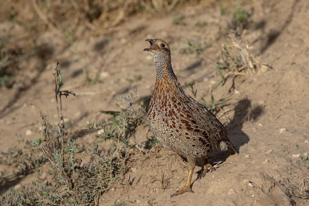 Gray-winged Francolin - Niall D Perrins
