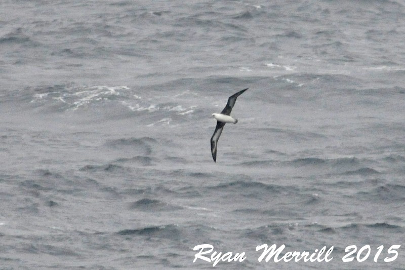 Laysan Albatross - Ryan Merrill