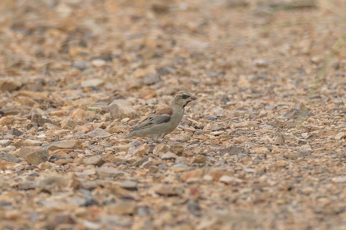 Plain-backed Sparrow - Wich’yanan Limparungpatthanakij