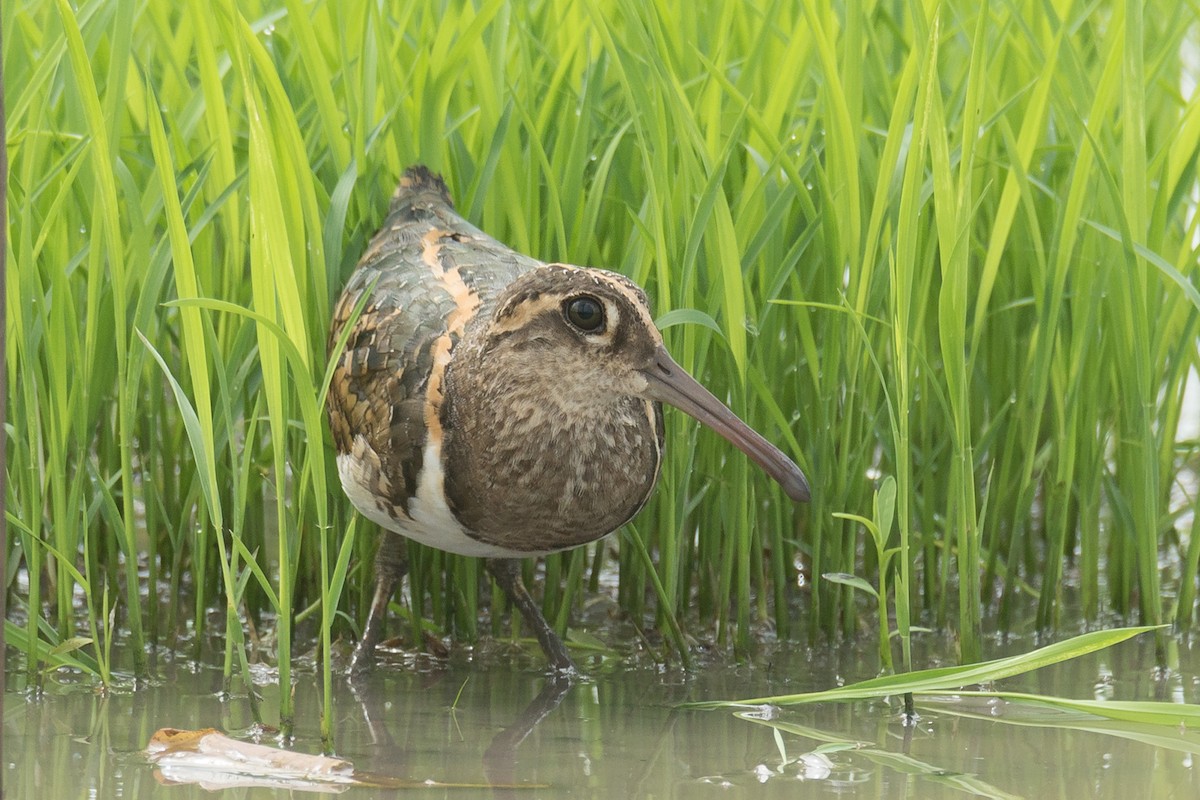 Greater Painted-Snipe - ML215999771