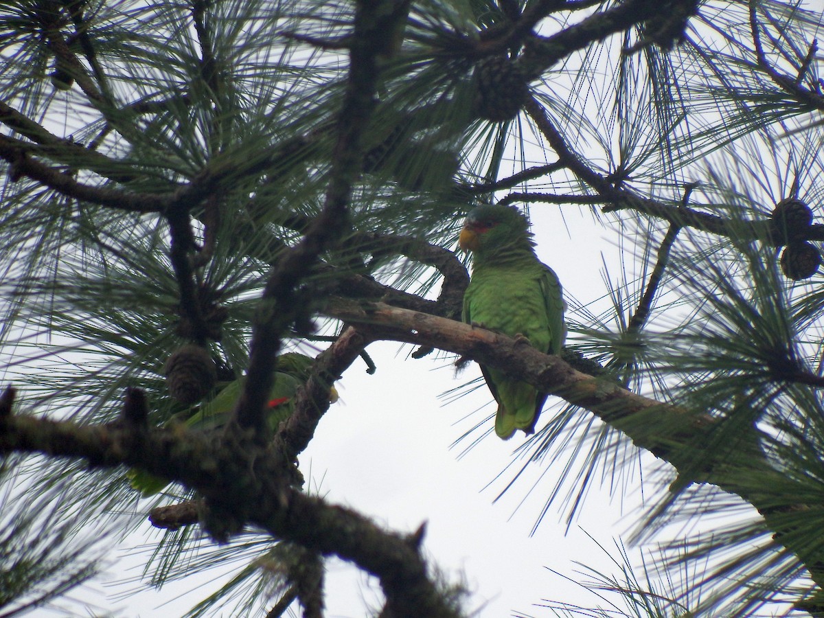 White-fronted Parrot - Gilberto Flores-Walter (Feathers Birding)