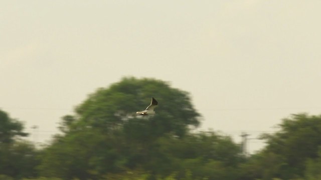 White-tailed Kite - ML216000881