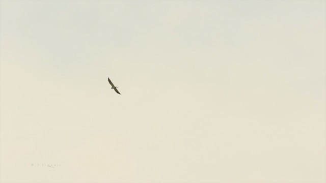 White-tailed Kite - ML216001231