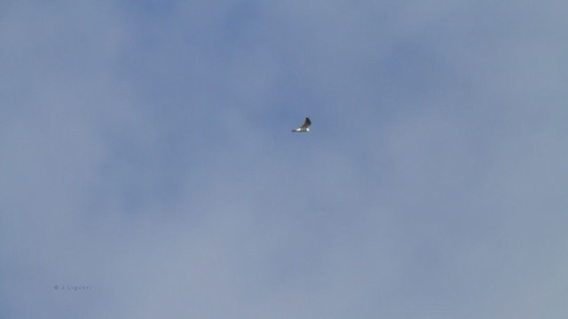 White-tailed Kite - ML216001881