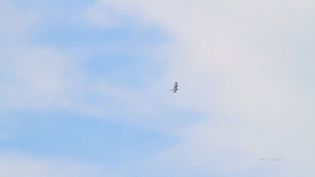White-tailed Kite - ML216002411