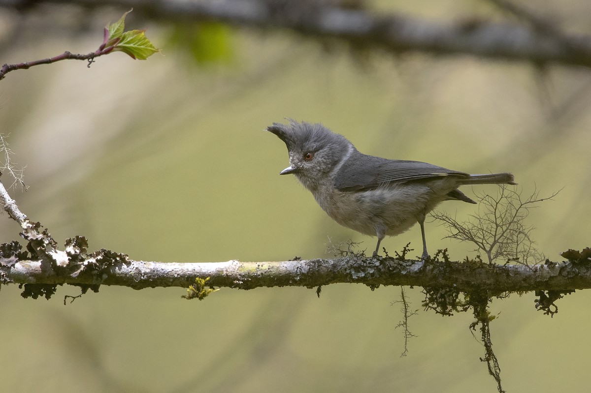 Gray-crested Tit - ML216005611