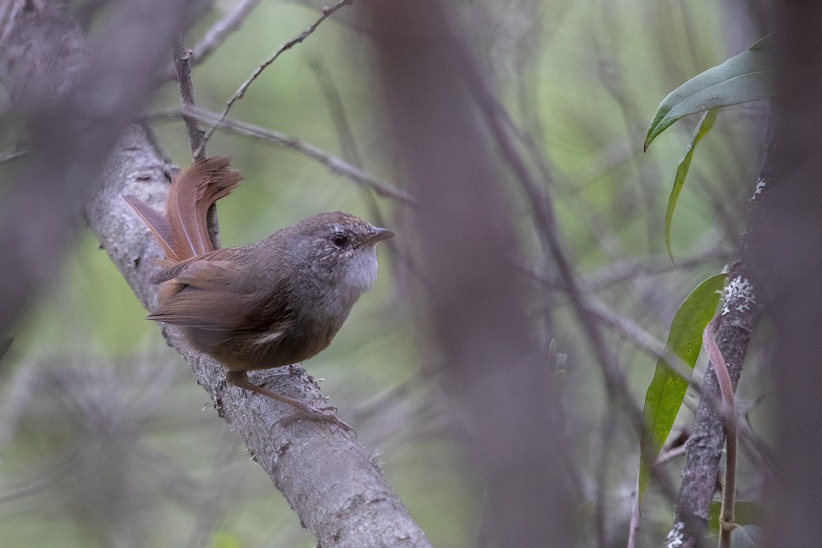 Rufous-tailed Babbler - ML216006071