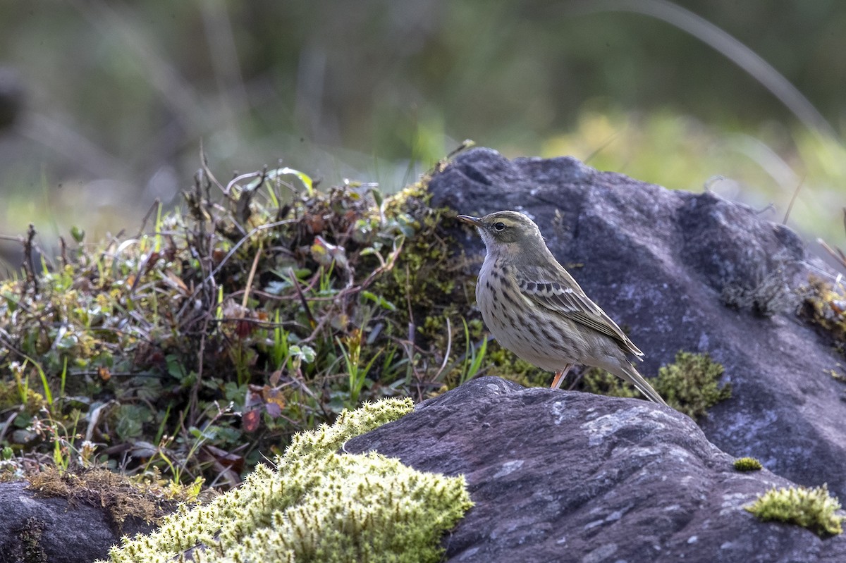 Rosy Pipit - Niall D Perrins