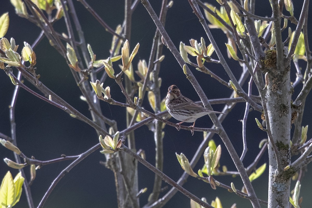 Little Bunting - Niall D Perrins