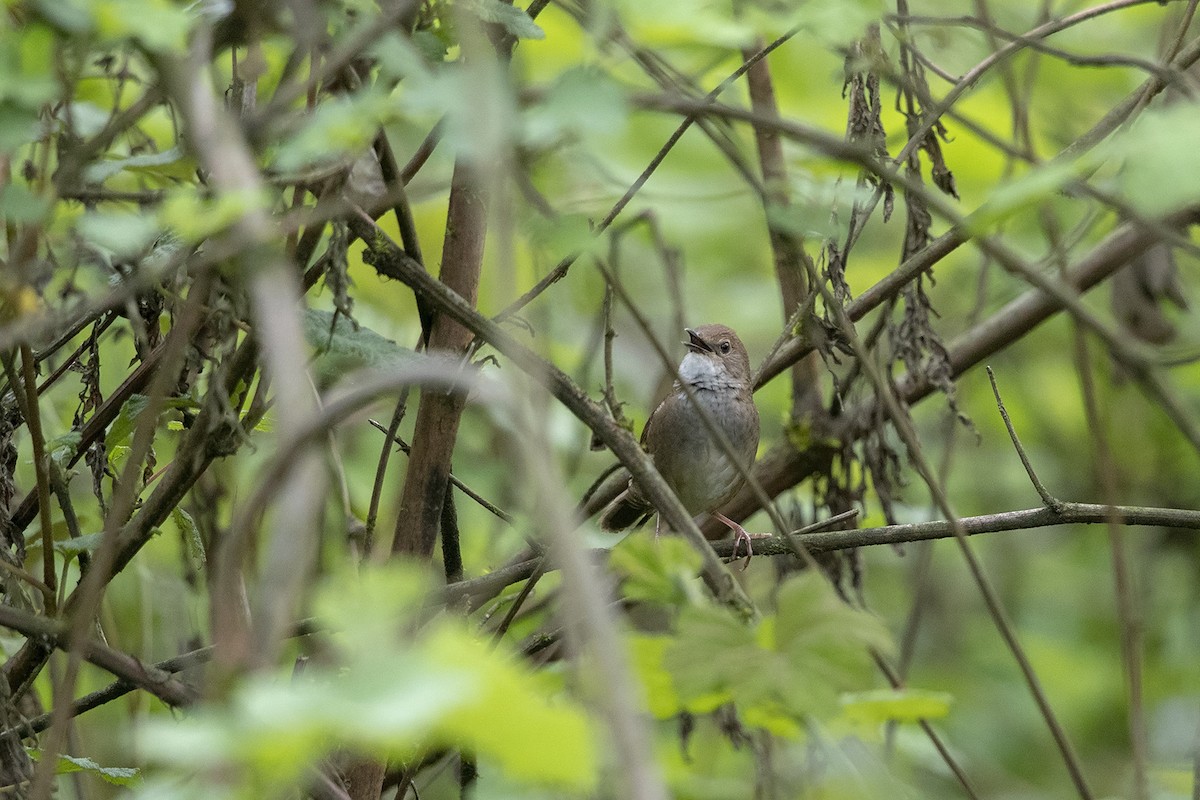 Sichuan Bush Warbler - Niall D Perrins