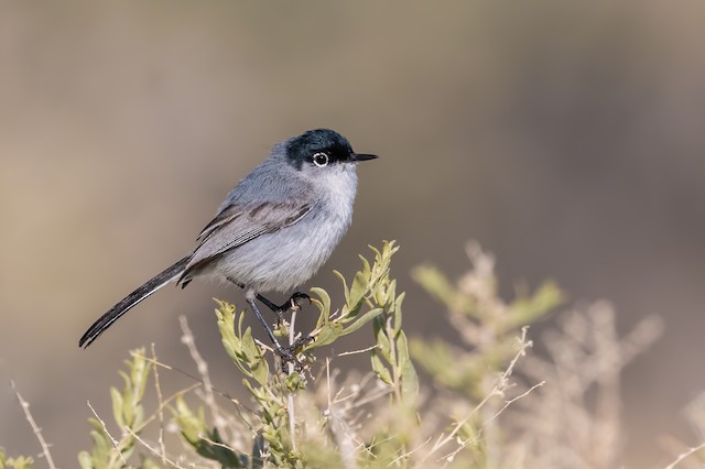 Black-tailed Gnatcatcher - eBird