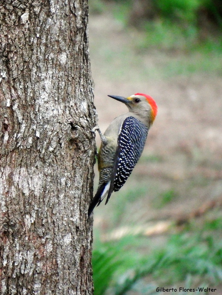 Golden-fronted Woodpecker - ML21600751