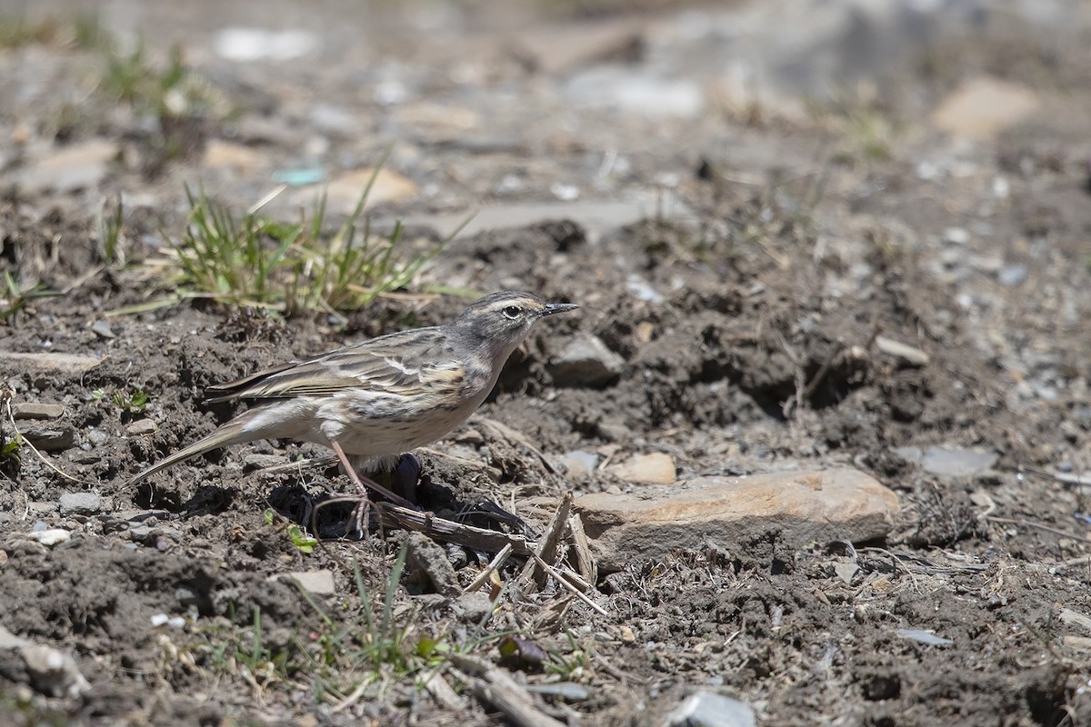 Rosy Pipit - ML216009701