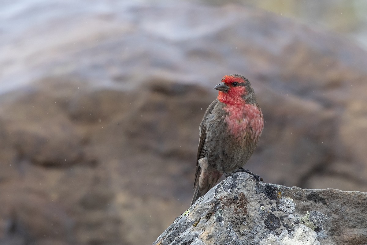 Red-fronted Rosefinch - Niall D Perrins