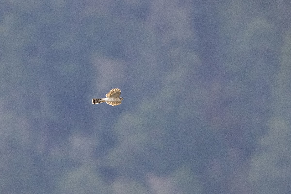 Eurasian Sparrowhawk - ML216010281