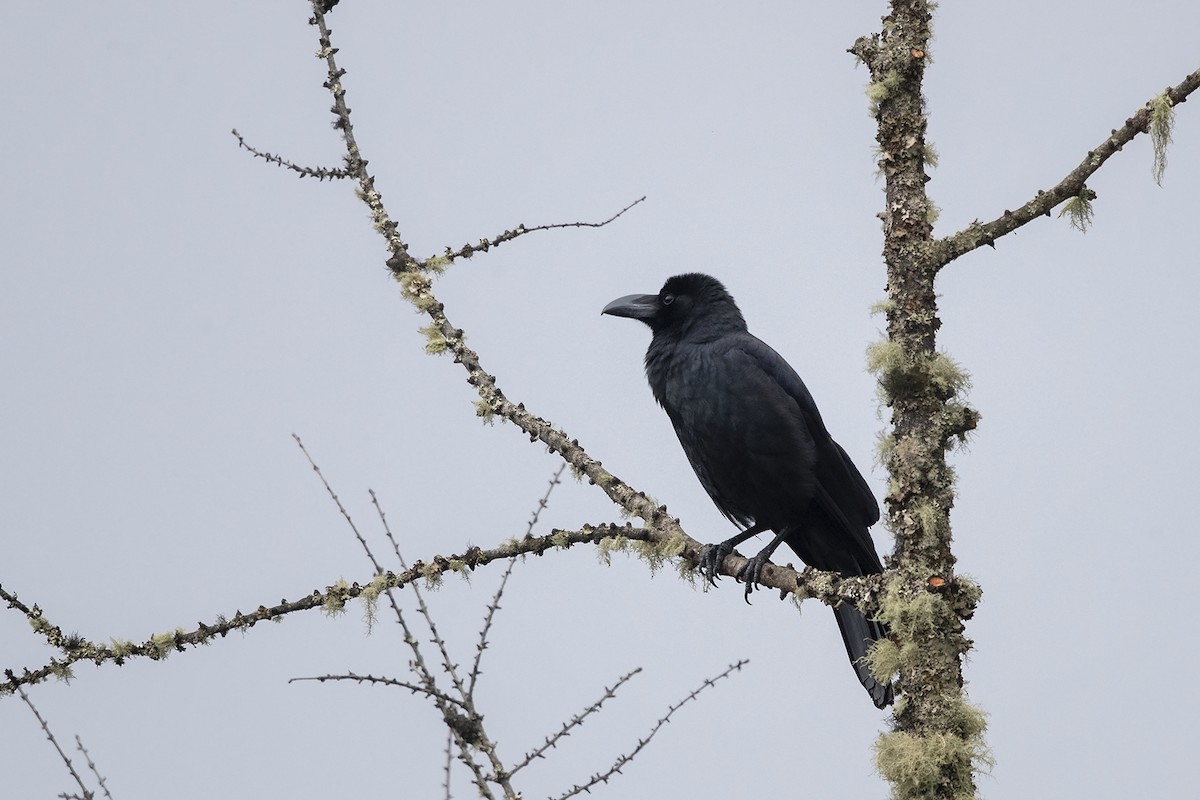 Large-billed Crow (Large-billed) - Niall D Perrins