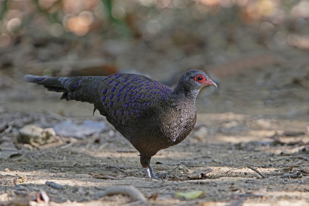Germain's Peacock-Pheasant - ML216012221