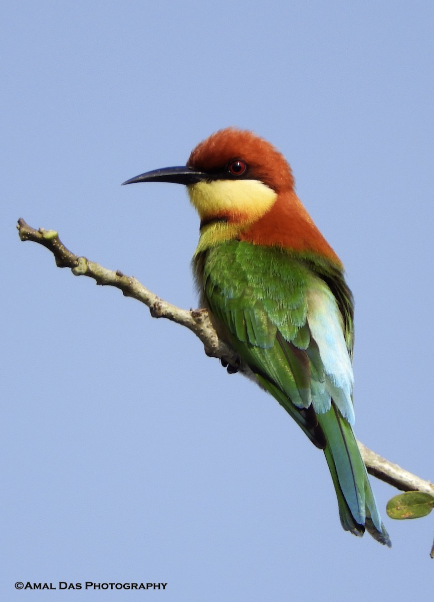 Chestnut-headed Bee-eater - Amal Das