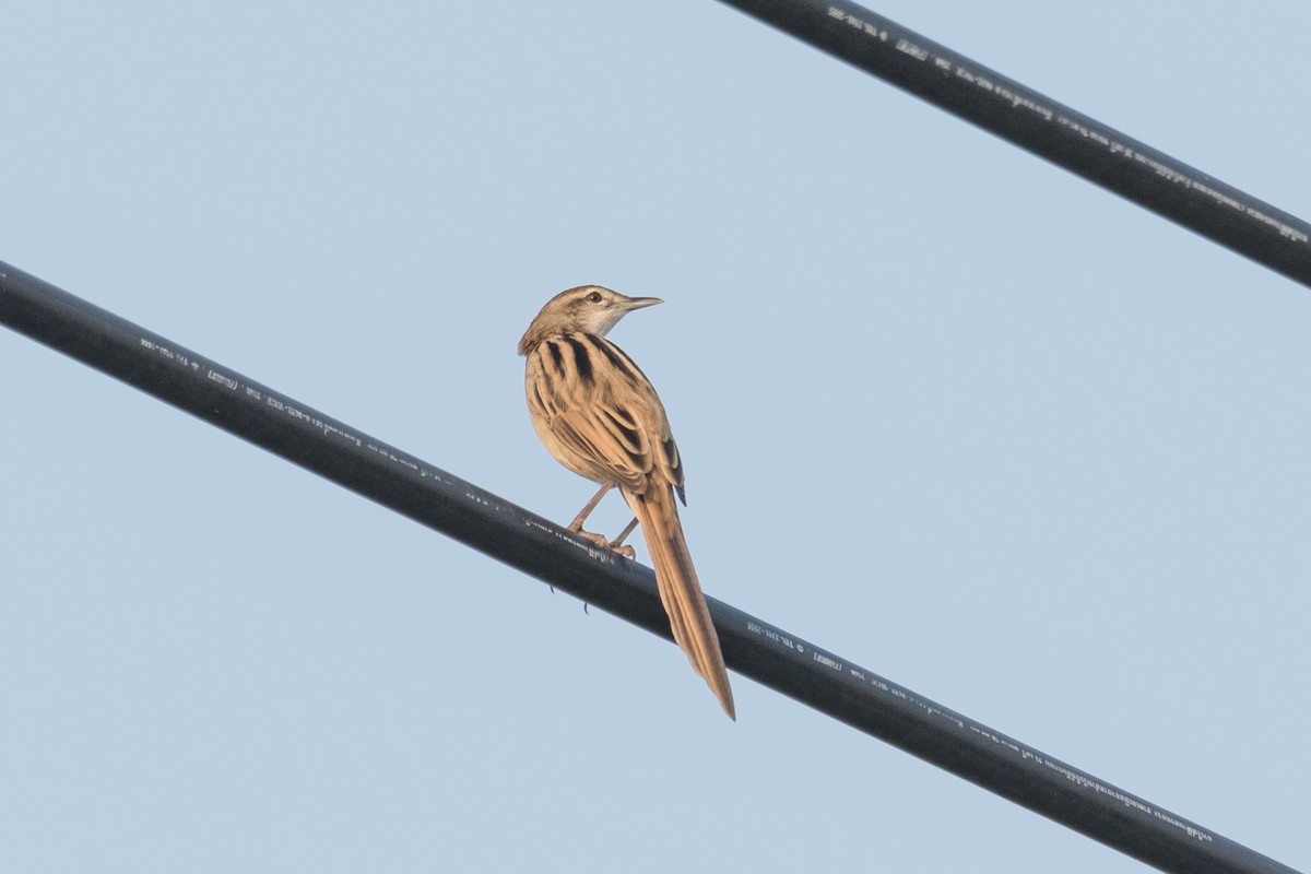 Striated Grassbird - ML216014911
