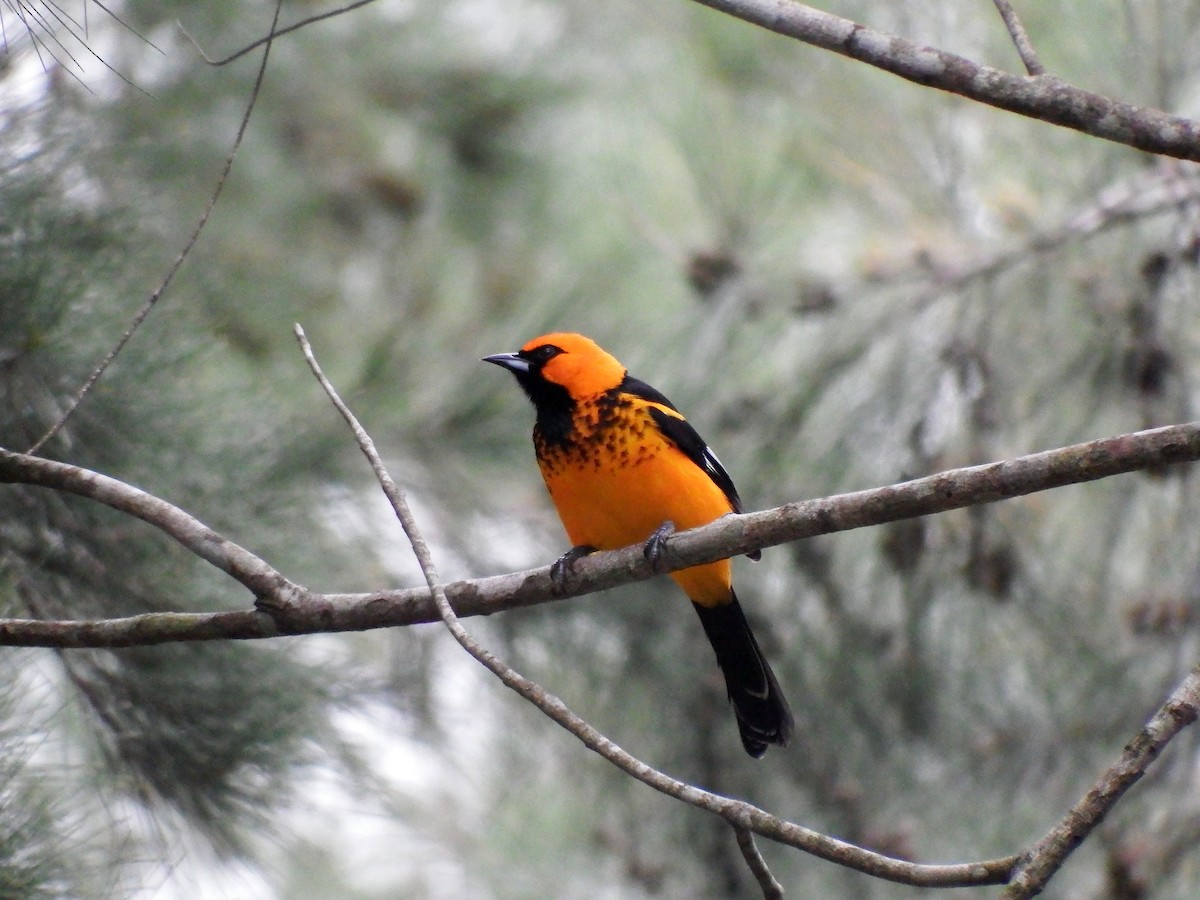 Spot-breasted Oriole - Gilberto Flores-Walter (Feathers Birding)