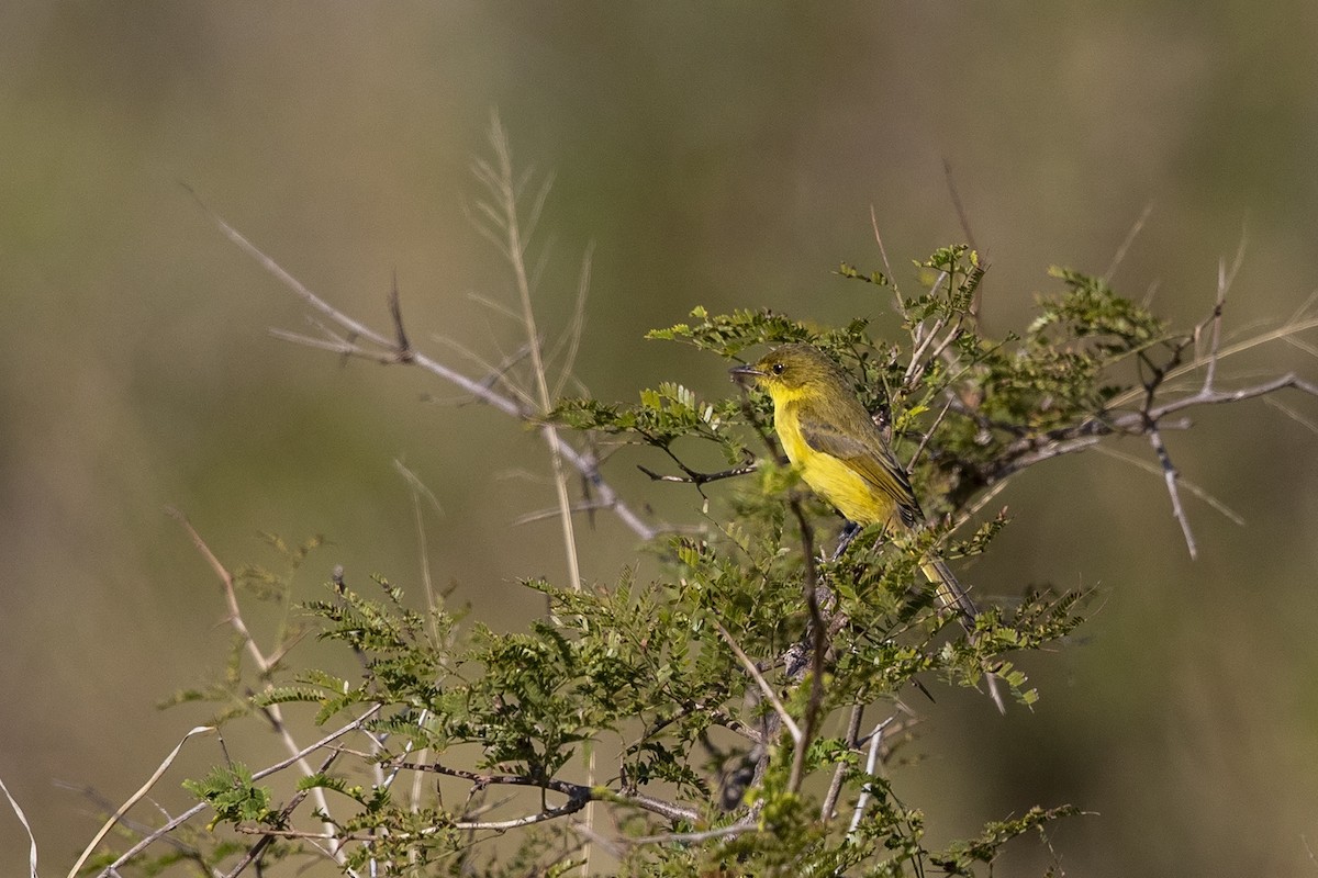African Yellow-Warbler - Niall D Perrins