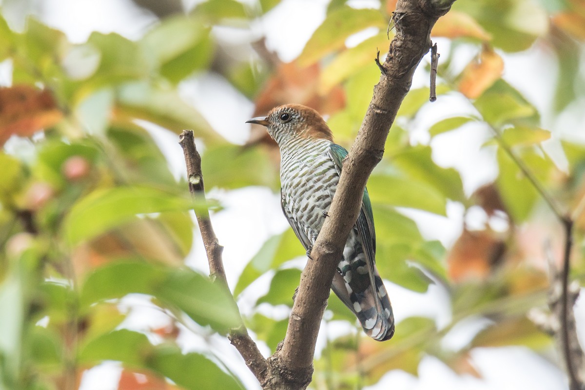 Asian Emerald Cuckoo - Wich’yanan Limparungpatthanakij