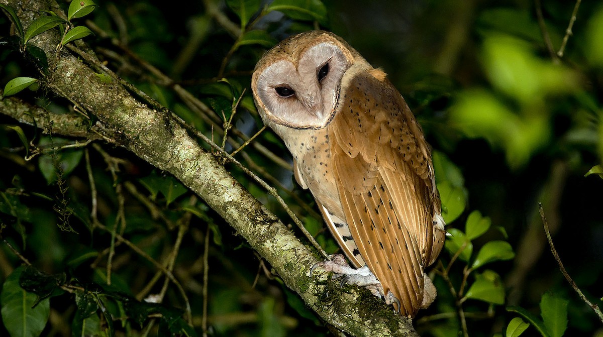 Red Owl - Daniel López-Velasco | Ornis Birding Expeditions