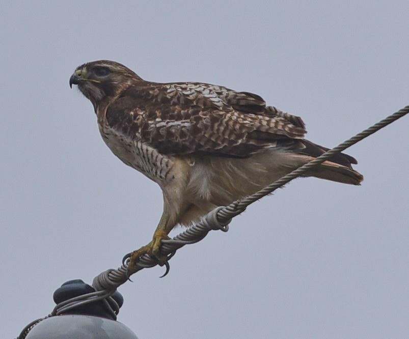 Red-tailed Hawk - Ann Stinely
