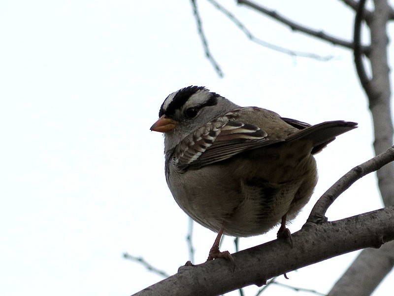 White-crowned Sparrow (Gambel's) - Kat Avila