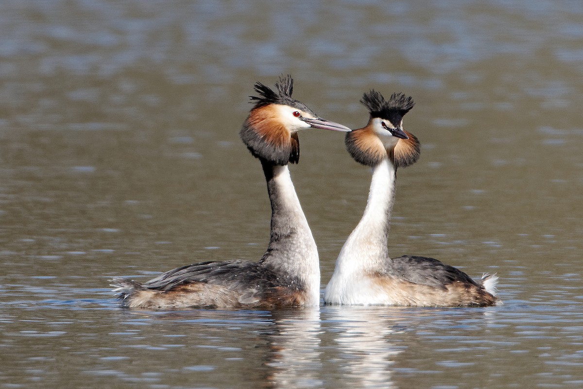 Great Crested Grebe - ML216017771