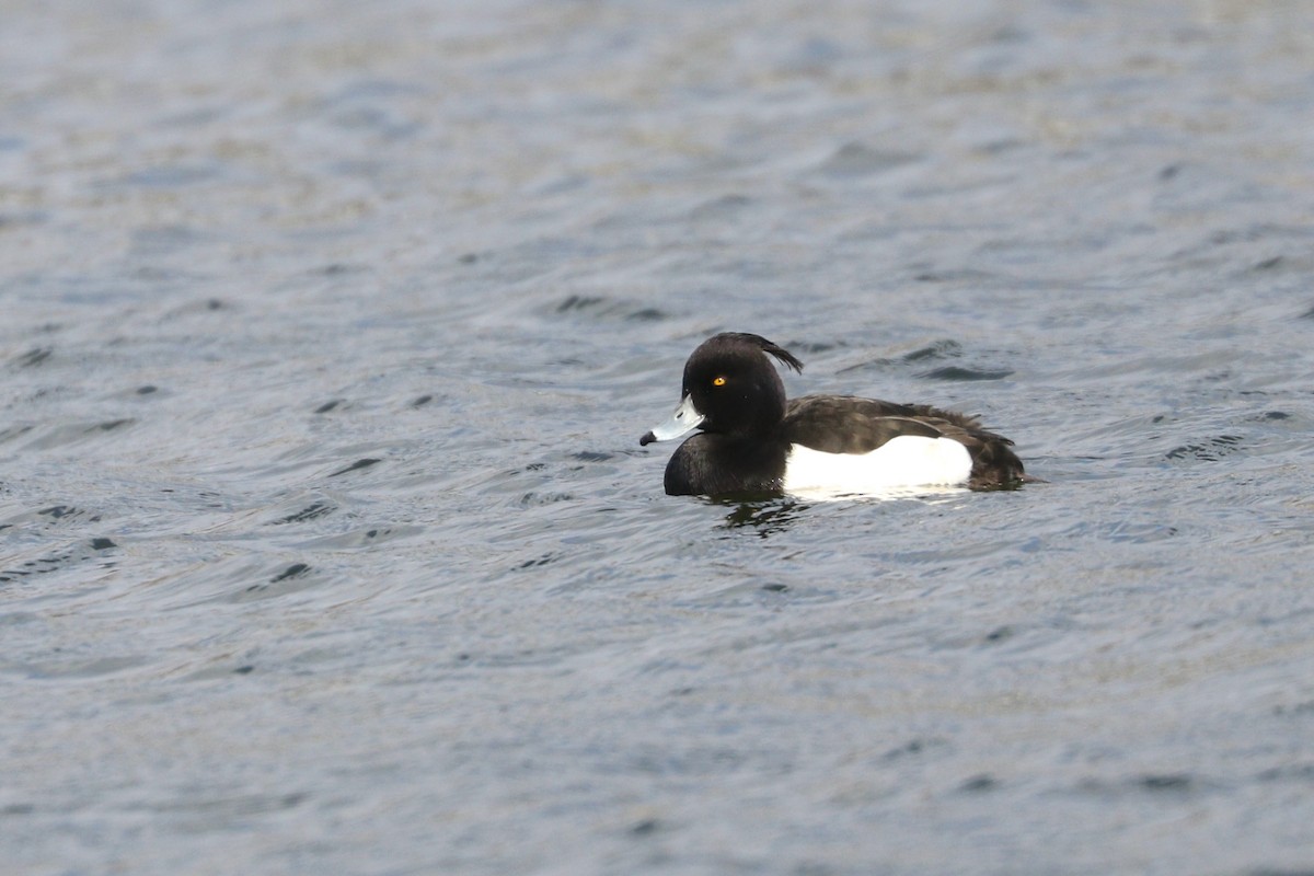 Tufted Duck - ML216018151
