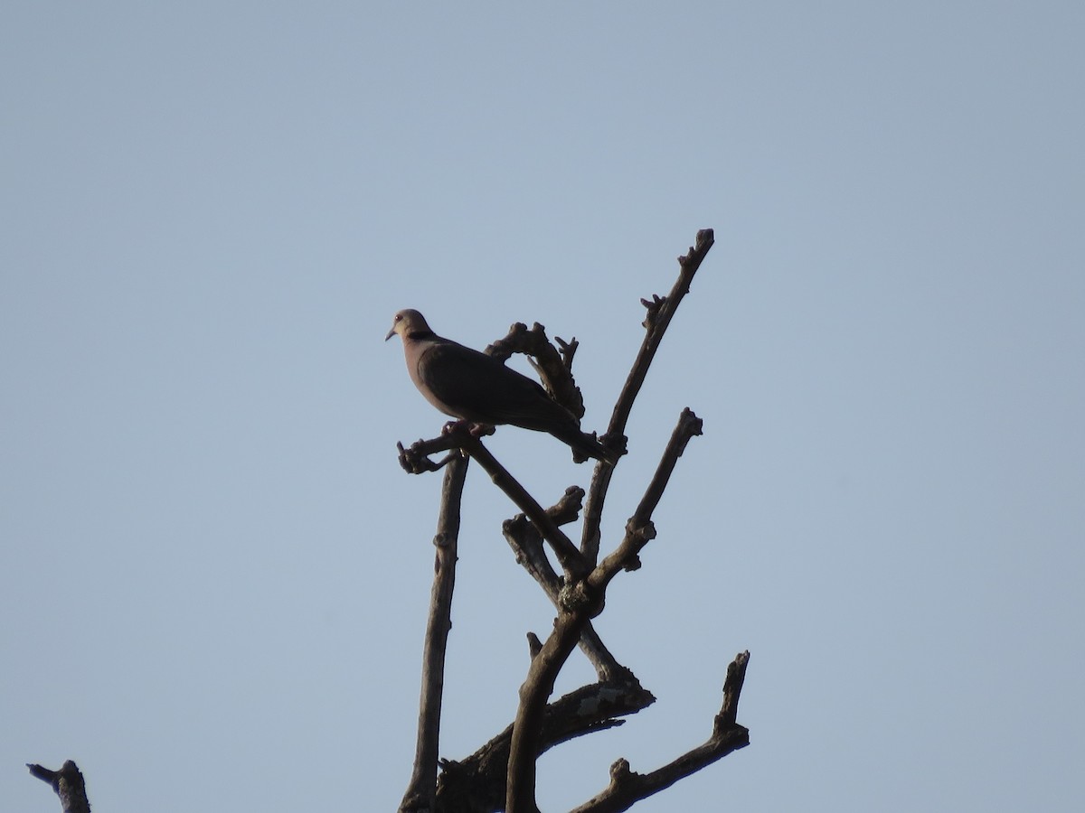 Red-eyed Dove - ML216018161