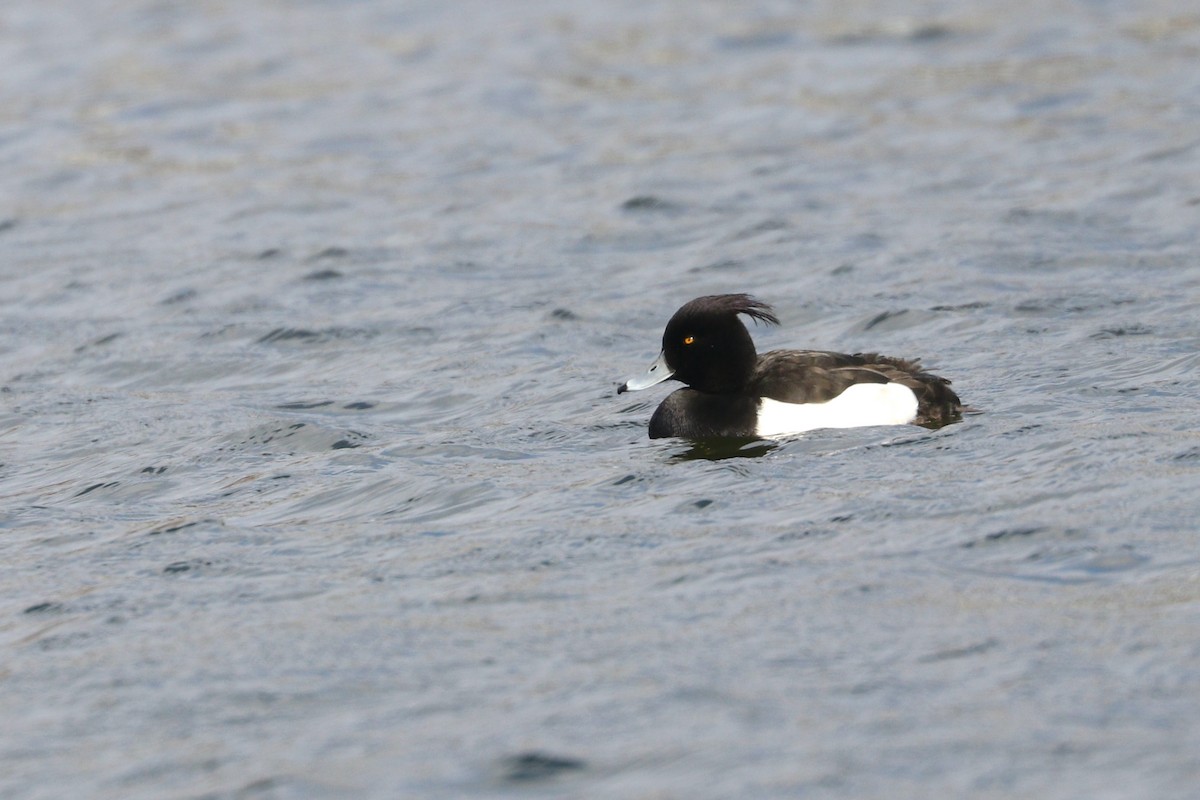 Tufted Duck - ML216018171