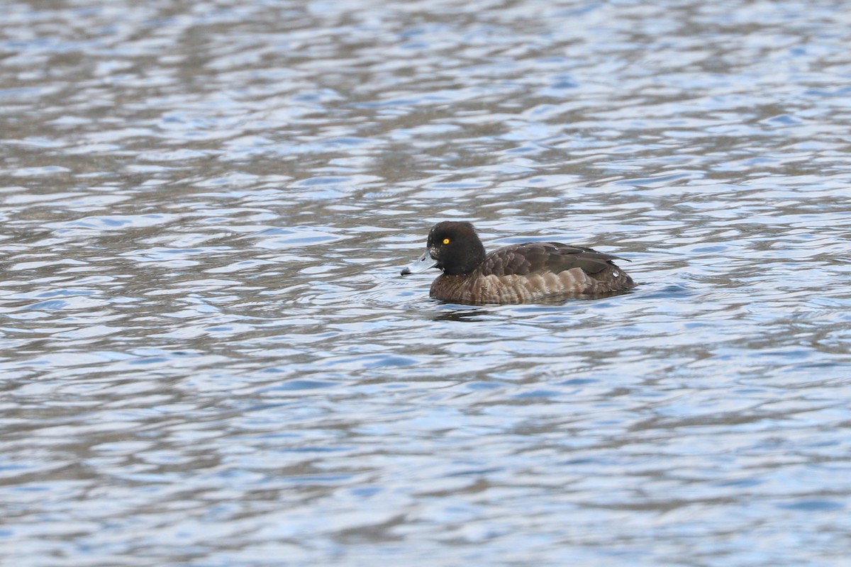 Tufted Duck - ML216018191