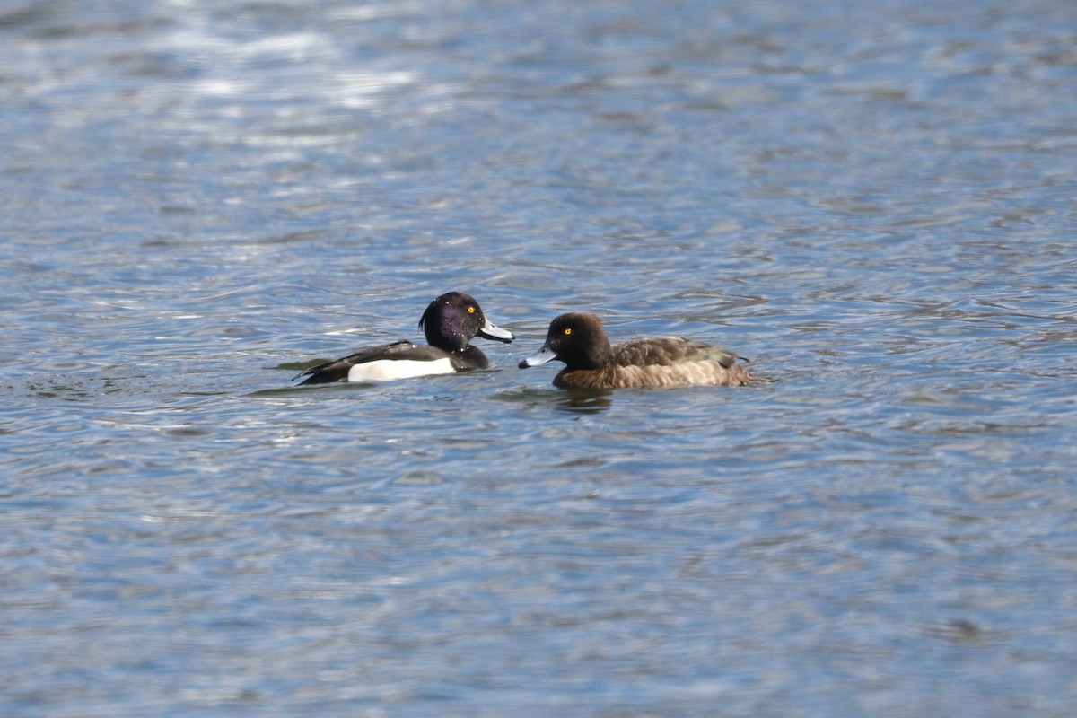 Tufted Duck - ML216018201