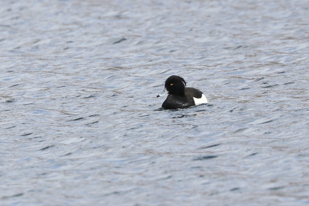 Tufted Duck - ML216018211