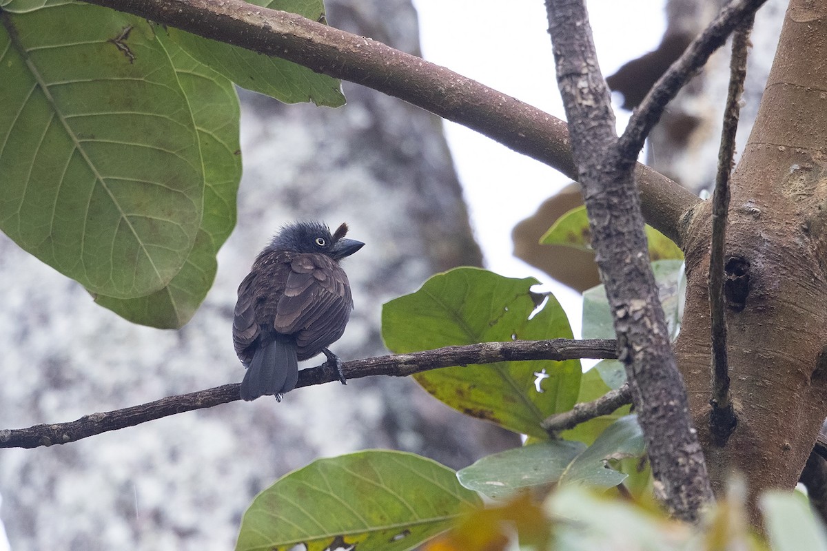 Trauerbartvogel (cinereiceps) - ML216018571