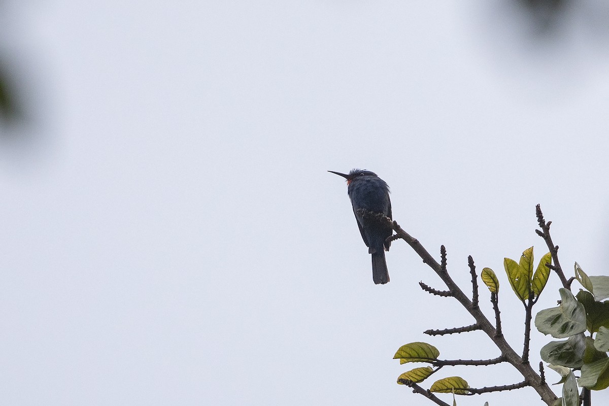 Blue-headed Bee-eater - Niall D Perrins