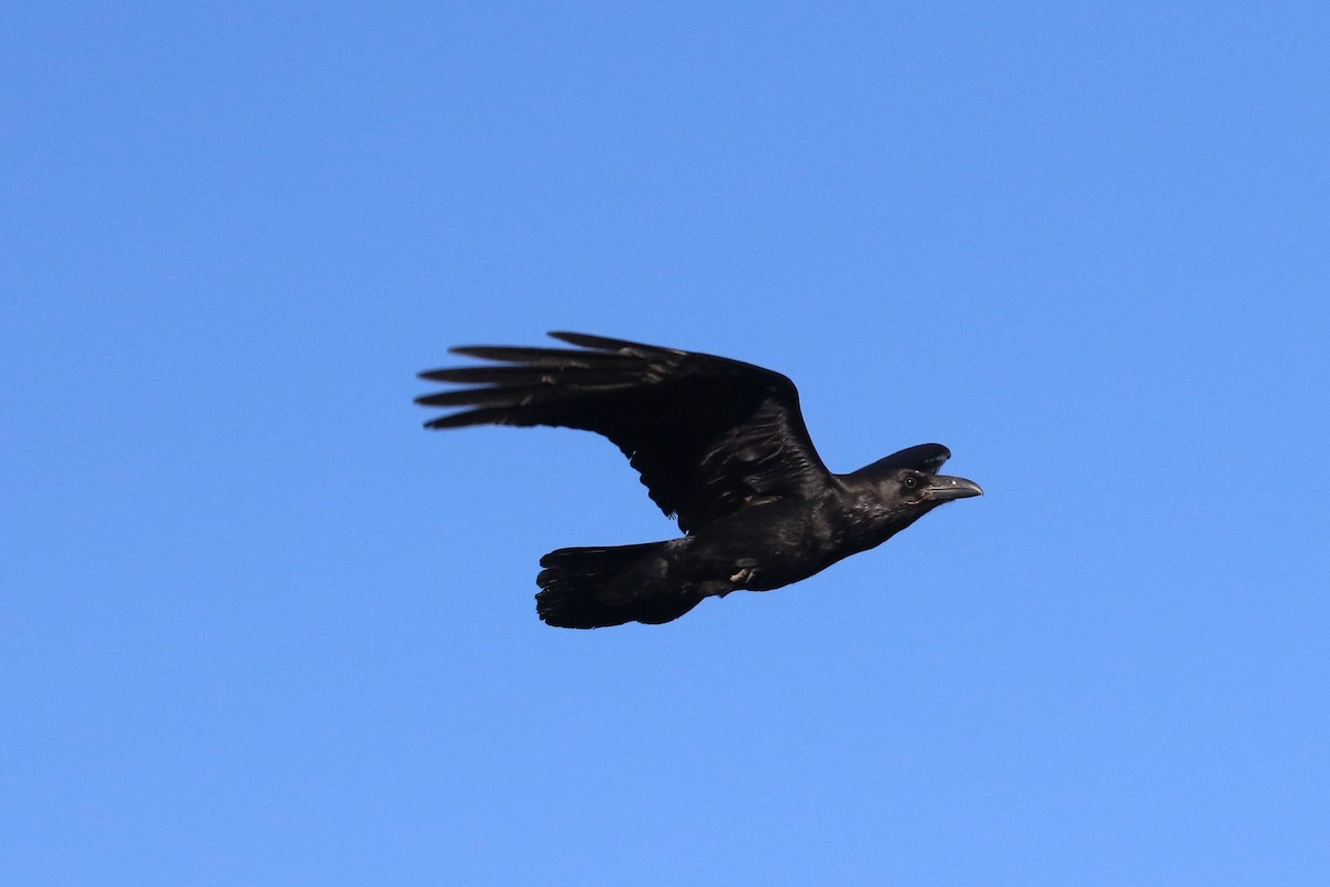 Common Raven - ML216018981