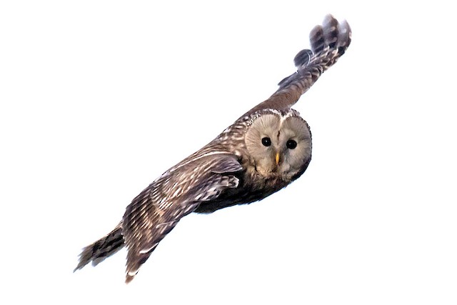 Lateral view (subspecies <em class="SciName notranslate">yenisseensis</em>). - Ural Owl - 