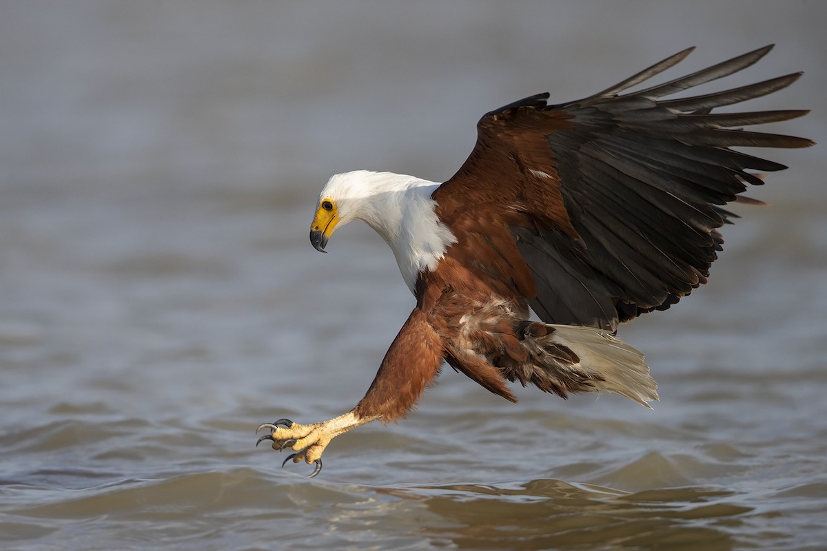 African Fish-Eagle - ML216019511
