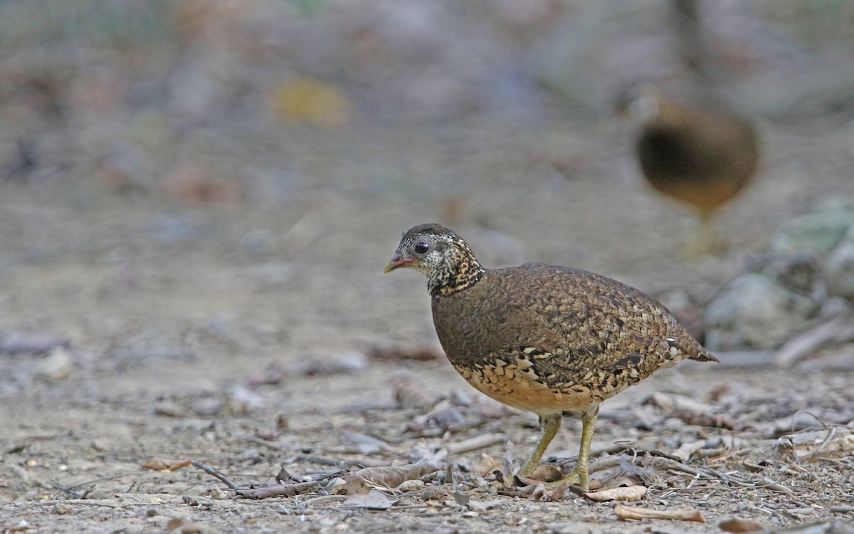Scaly-breasted Partridge - Christoph Moning