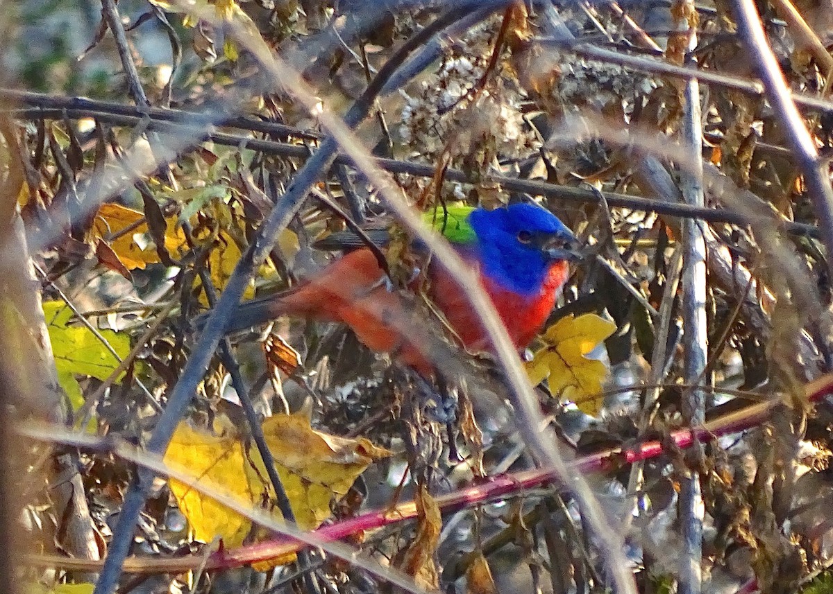 Painted Bunting - Josh Russell
