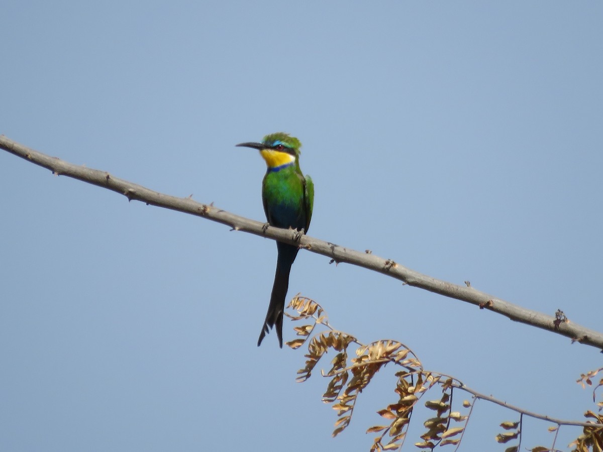 Swallow-tailed Bee-eater - Srinivasa Shenoy