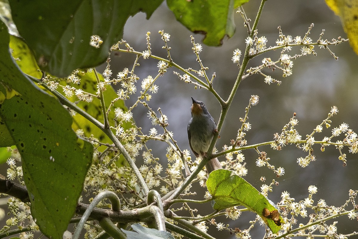 Chestnut-throated Apalis - Niall D Perrins