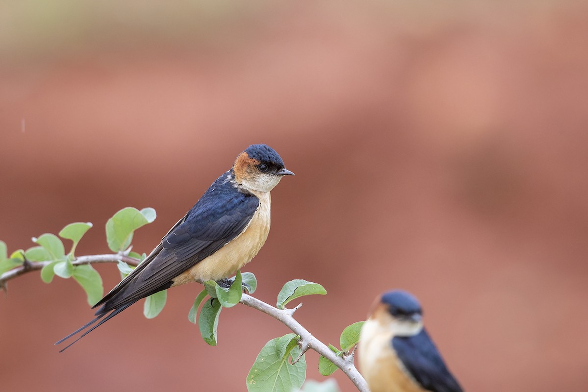 Red-rumped Swallow (Red-rumped) - ML216027381